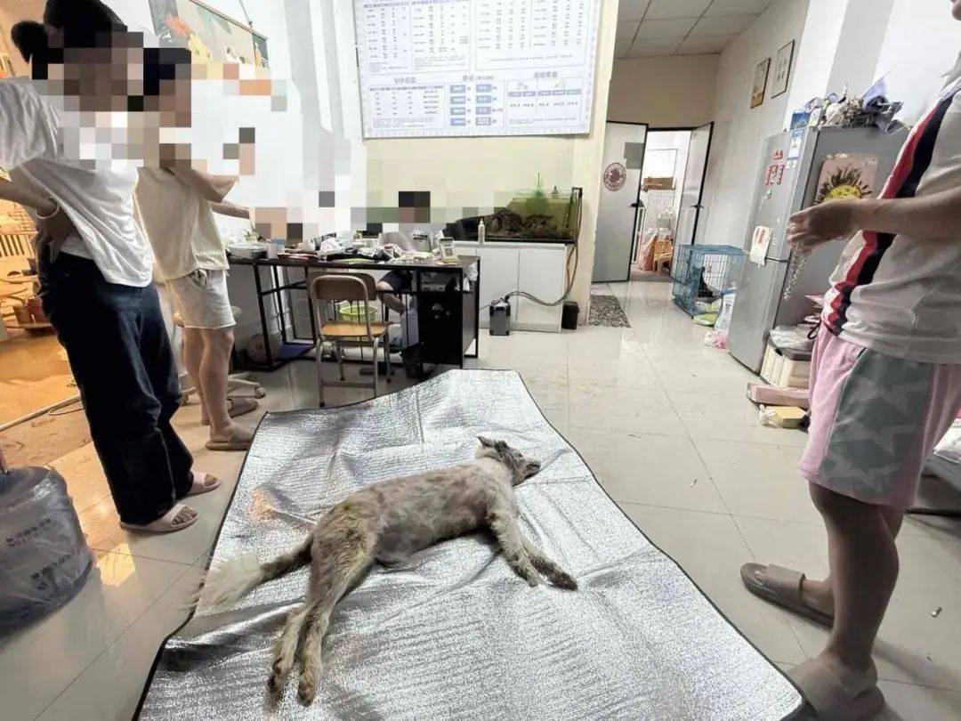福建一宠物店给狗洗澡后放进烘干箱烤死？涉事门店曾谎称中暑，现已闭店