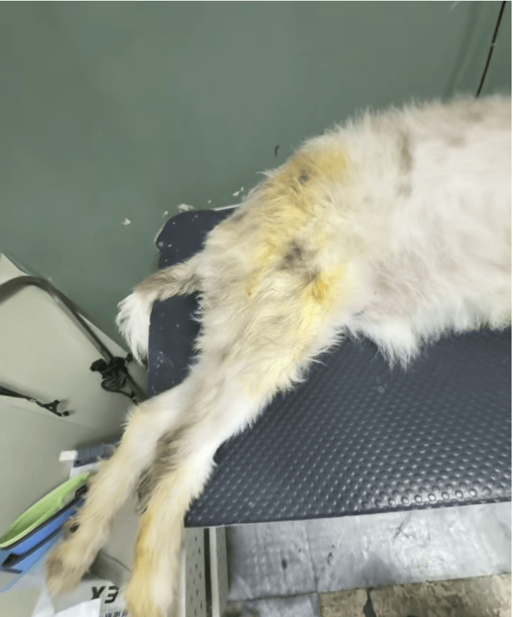福建一宠物店给狗洗澡后放进烘干箱烤死？涉事门店曾谎称中暑，现已闭店