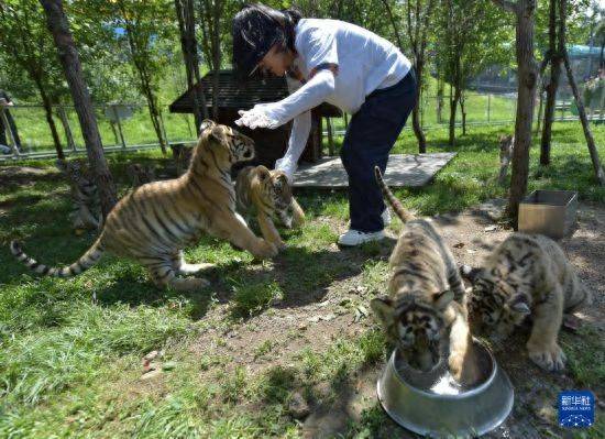 黑龙江牡丹江:东北虎宝宝夏日显萌态