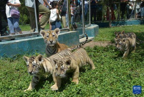 黑龙江牡丹江:东北虎宝宝夏日显萌态