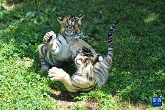 黑龙江牡丹江:东北虎宝宝夏日显萌态
