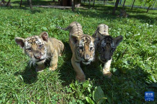 黑龙江牡丹江:东北虎宝宝夏日显萌态