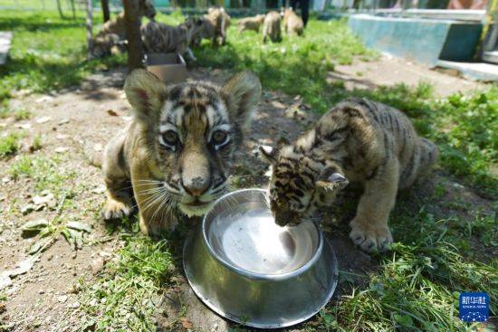 黑龙江牡丹江:东北虎宝宝夏日显萌态