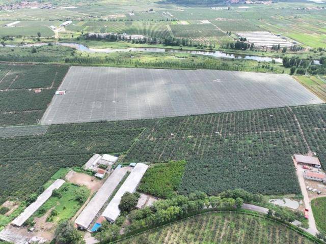 在拼多多单月卖出5000吨莱阳梨,95后新农人为何“收编”果园?