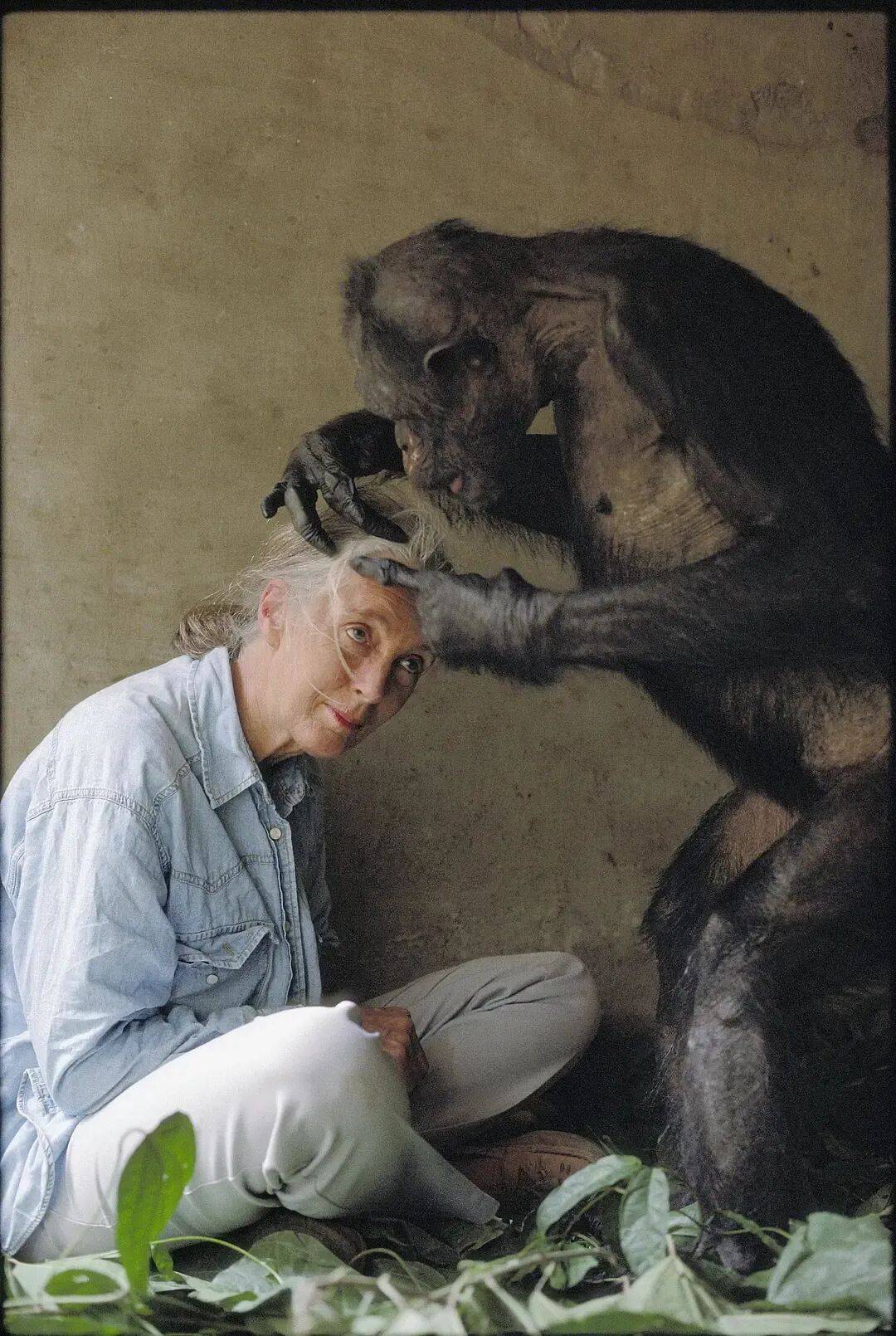 珍·古道尔：她无法看着动物受苦，就像没法看着人类受苦｜逝者