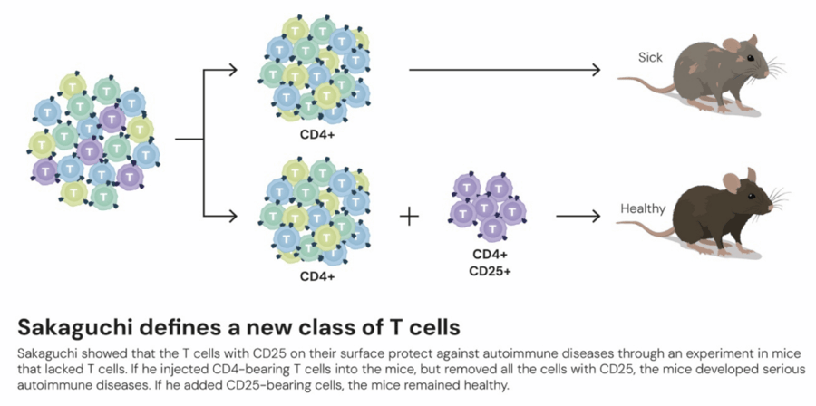 这个诺奖迟到了30年！三位科学家揭示免疫系统如何避免“自相残杀”