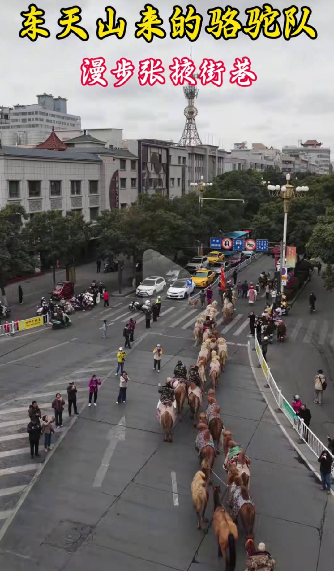 新疆20多人骑骆驼去洛阳，领队曾是当地网红文旅局长，已走60多天，曾遇12级大风