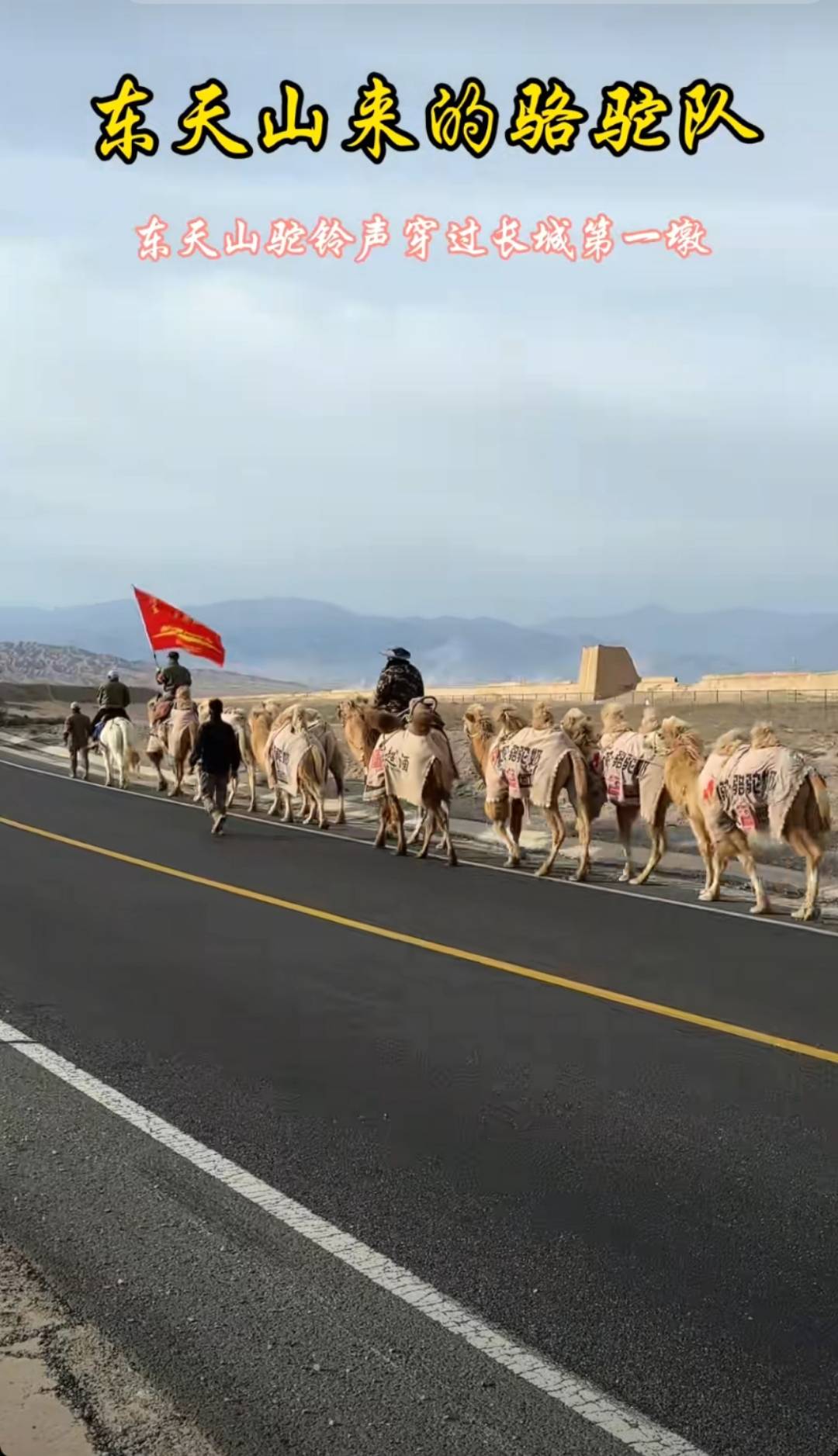 新疆20多人骑骆驼去洛阳，领队曾是当地网红文旅局长，已走60多天，曾遇12级大风