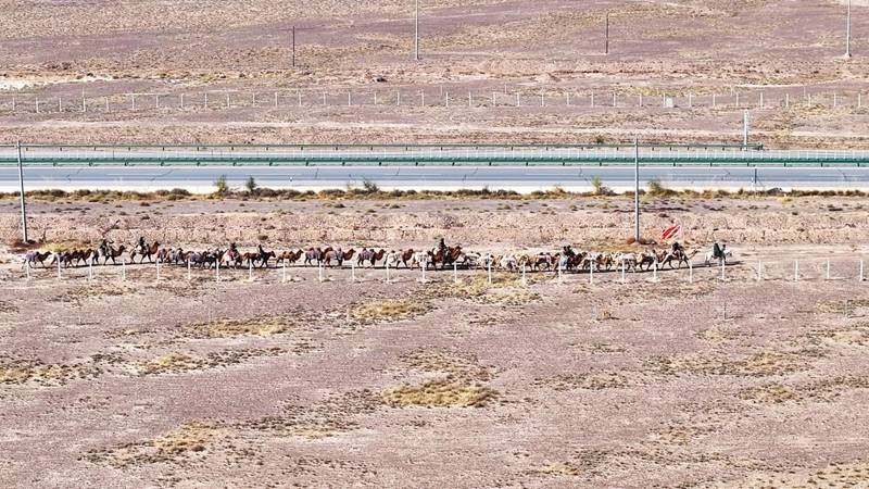 新疆20多人骑骆驼去洛阳，领队曾是当地网红文旅局长，已走60多天，曾遇12级大风