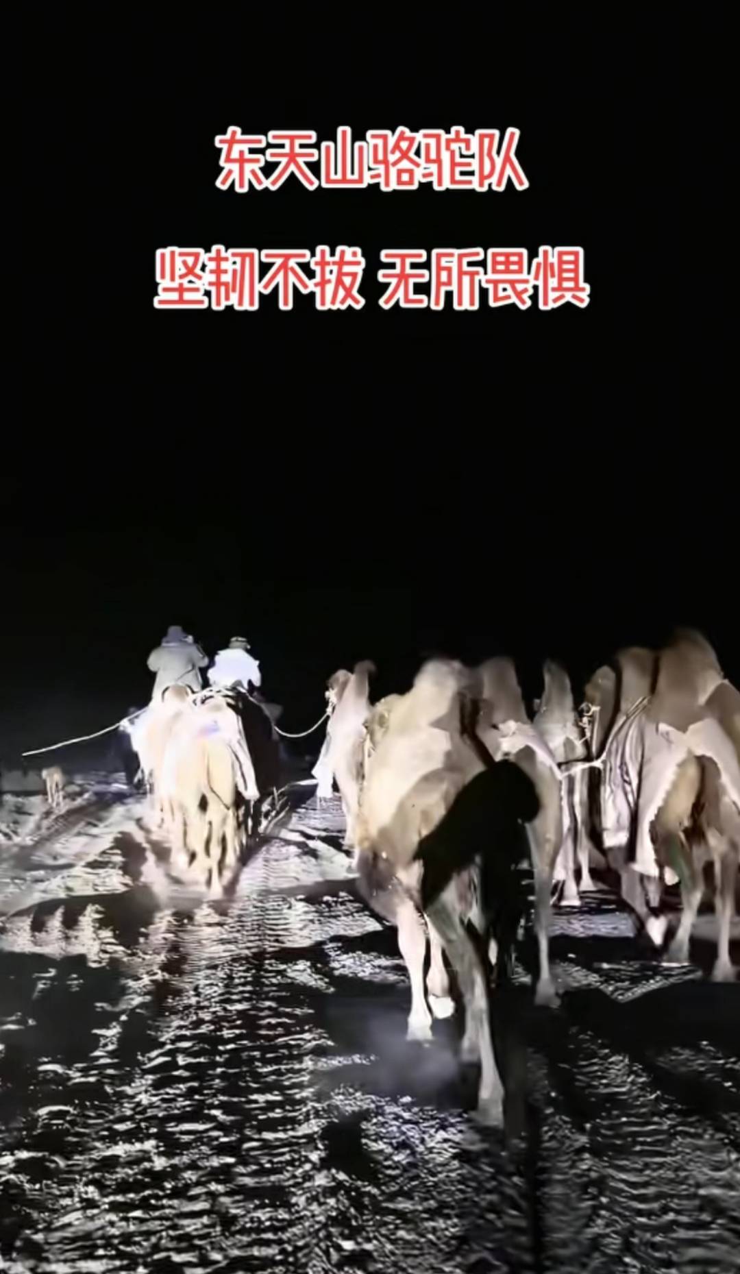 新疆20多人骑骆驼去洛阳，领队曾是当地网红文旅局长，已走60多天，曾遇12级大风